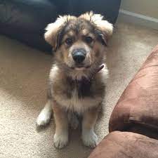 Maybe you would like to learn more about one of these? 110 Best Great Pyrenees Dog Names The Paws Great Pyrenees Dog Puppies Great Pyrenees