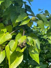 Image result for Thespesia populneoides