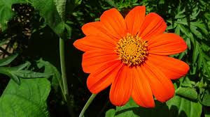 Image result for Tithonia