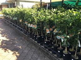 It is also possible to cultivate bonsai in flats, provided the dwarf trees are given some sunshine and are not. Our Plant Range Seedlings To Advanced Manawee Garden Centre