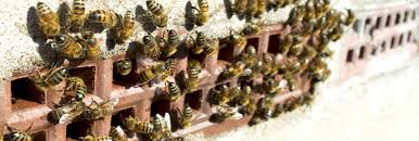 Therefore, it is important to also identify the species of bee if you wish to locate the nest. Free Bee Hive Removal Uk Review At En Mdg Sdg3d Undp Org