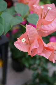 Check spelling or type a new query. Peach Colored Flowers Penelope Peru Photography