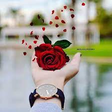 Flowers are cherished and venerated by all. Foto De Instagram De Stylish Dpz 14 De Febrero De 2018 A Las 7 07 In 2021 Beautiful Rose Flowers Beautiful Flowers Beautiful Roses