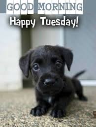 Good morning tuesday quotes funny. Good Morning Funny Good Morning Images Quotes Facebook