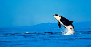 Winter's inspiration • kids zone • games. How Often Does A Killer Whale Give Trivia Questions Quizzclub