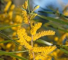 Image result for Melhania acuminata