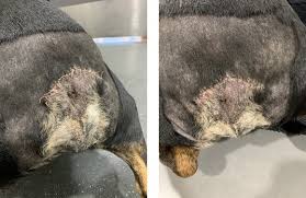 Bulldog tail infections are classified by itchy, red or stinky skin, as well as any other signs of irritation. Screw Tail Melbourne Bulldog Clinic