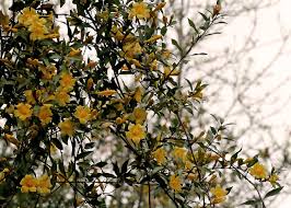 Image result for Gelsemium