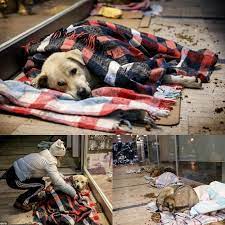 Volunteers help stray dogs in Istanbul snowstorm