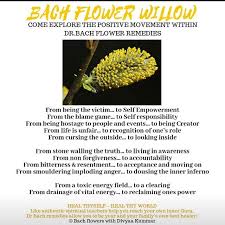 Flower essences & bach flower remedies: Bachflowerswithdivyaa Instagram Profile With Posts And Stories Picuki Com