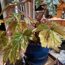 Image result for Ficus fischeri