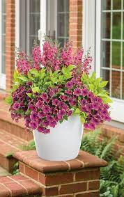 Flower Pot Ideas For Full Sun Container Garden Design Container Flowers Container Gardening Flowers