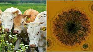 It is also known as undulant fever, malta fever and mediterranean fever. Brucellosis Outbreak In China Know Causes Symptoms Transmission And Prevention Of Malta Fever Bacterial Infection That Can Cause Infertility In Men Latestly