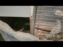 Kusum Yumurtlamiyor Ne Yapmaliyim Parakeet Budgerigars Youtube