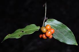 Image result for Smilacaceae