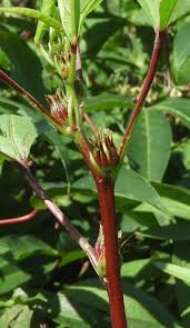 Image result for Manihot esculenta