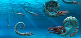 Ammonite definition, the coiled, chambered fossil shell of an ammonoid. Where Have All The Ammonites Gone Hakai Magazine