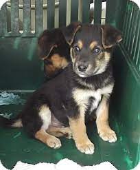 The rescue is run entirely by volunteers. Morgantown Wv German Shepherd Dog Meet Bert A Pet For Adoption