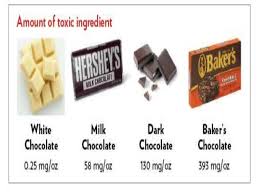 Chocolate Toxicity In Animals By Dr Amandeep