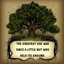 The oak has long been an enduring and mighty tree. Facebook