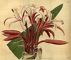Image result for Crinum rautanenianum