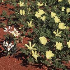 Image result for Grielum