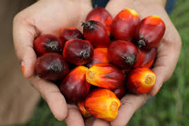 In its virgin form, the oil is bright orange… being one of the biggest producers and exporters of palm oil and palm oil products, malaysia has an important role to play in fulfilling the growing global need for oils and fats. Malaysia S Top Palm Oil State Reopens Company Jetties