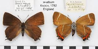 Image result for Satyrium compactum