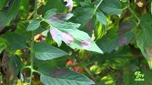 Maybe you would like to learn more about one of these? Identifying Tomato Blight And How To Treat It Youtube