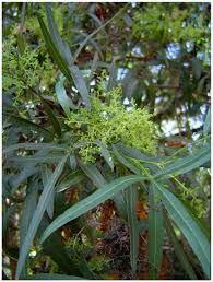 Image result for Searsia longipes