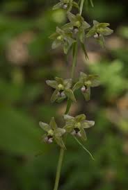 Image result for Epipactis