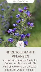 Pflanzen Fr Trockene Und Sonnige Standorte In 2020 Plants Easy Care Plants Plants Sunny