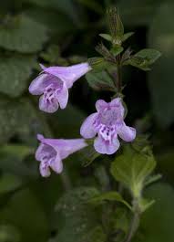 Image result for Clinopodium simense