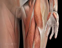 I'm about to share with you everything you'll ever need to know about human anatomy, physiology and drug therapy, complete with diagrams, courses, lesson plans, quizzes and solutions. Zygote 3d Female Muscular System Medically Accurate Human Anatomy