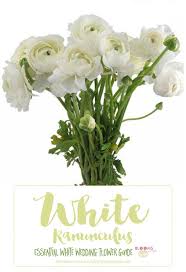 Essential White Wedding Flower Guide Names Types Pics Wedding Flower Guide White Wedding Flowers Pink Wedding Flowers