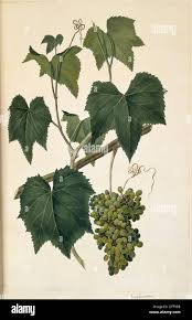 Image result for Ampelocissus