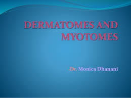 Dermatomes And Myotomes