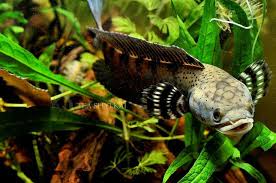 Pin By Cinar Bal On Aquascape Snakehead Fish Fish Aquarium Fish