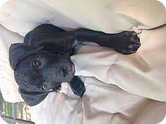 44 Best American Bandogge Images Mastiff Mix American Bulldog Mix American