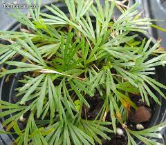 Image result for Actinanthella