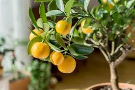 Citrus is probably the first fruit tree that comes to mind when you think of florida. Indoor Citrus Trees Tips For Growing Citrus Houseplants