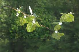 Image result for Populus ×  canescens