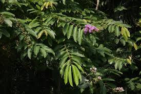 Image result for Lagerstroemia speciosa