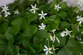 Image result for Oxalis oligotricha
