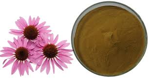 Echinacea Purpurea Extract at ₹ 900/kilogram | Purple Coneflower Extract in  Nagpur | ID: 13258259573