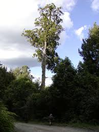 Image result for Podocarpaceae