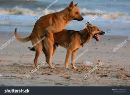 Two Dogs Making Love Sex On Stock Photo 1198273342 | Shutterstock