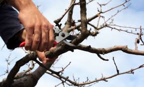Or, you can hire a different company to come in and do this work. Tree Trimming Pruning Tips Techniques Tree Removal