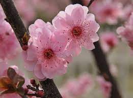 Peach Blossom Peach Blossom Flower Peach Blossoms Pretty Flowers Pictures