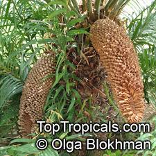 Image result for Cycas thouarsii